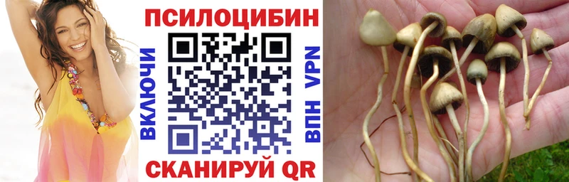 Псилоцибиновые грибы мицелий  Александровск-Сахалинский 